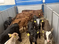 أبقار (دفعة، الجنس غير محدد), Simmental cattle — الصورة 3