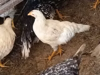 Chickens — الصورة 7
