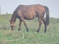 घोड़ी, Azerbaijan horse — फ़ोटो 5