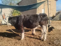 Cow, Simmental cattle — photo 3