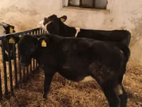 ثور, Russian Black pied cattle — الصورة 4