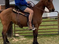 Конь, Теннессийская прогулочная лошадь — фото 2