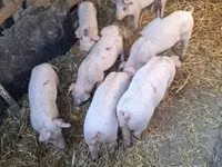 Schweine (Partie, Geschlecht nicht angegeben), Schweine — Foto 2
