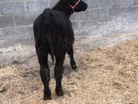 Bulle, Aberdeen-Angus — Foto 2