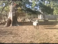 Schaf, Vendee sheep — Foto 2