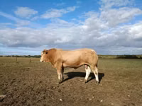 Bull, Blonde d’Aquitane cattle — photo 1