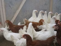 Chickens — photo 5