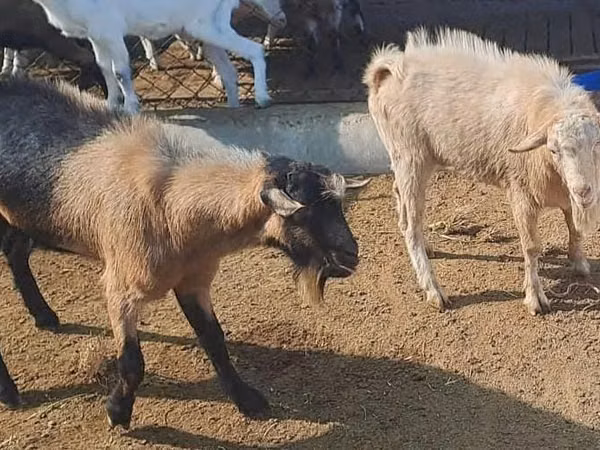 Billy Goat, Saanen goat