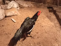 سيلفرد بلو — الصورة 2
