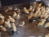 Ducks — Foto 1