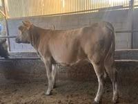 母牛, Swiss cattle — 照片 1