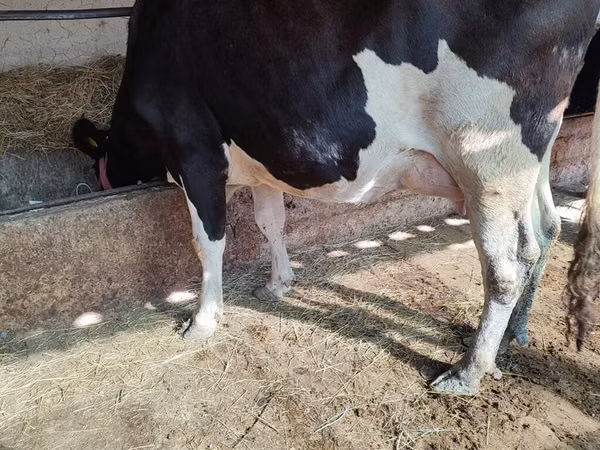 गाय, गोलस्टीन नस्ल