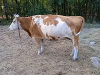 母牛, Hungarian Grey breed — 照片 3