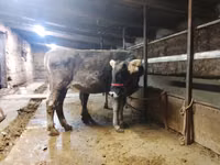 Bull, Swiss cattle — photo 4