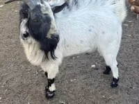 बकरा, Nigerian dwarf goats — फ़ोटो 1