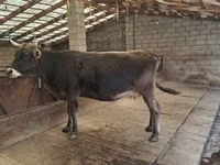 गाय, Swiss cattle — फ़ोटो 1
