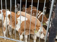 牛只（批次，未指定性别）, Simmental cattle — 照片 4
