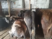 मेढ़ा, Tian-Shan semifinewool sheep — फ़ोटो 6