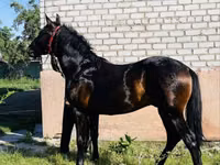 Horse (M), Swedish warmblood horse — photo 2