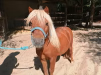 Caballo, Shetland Pony — foto 1