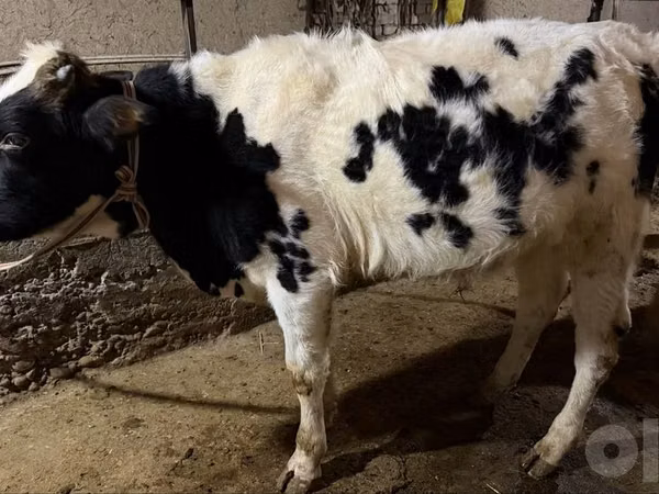 ثور, Russian Black pied cattle