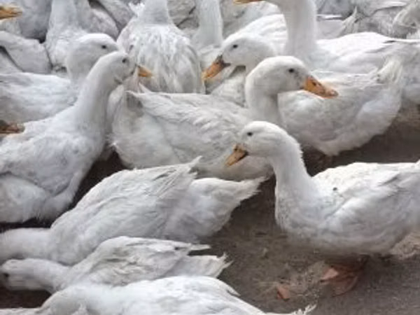 Geese