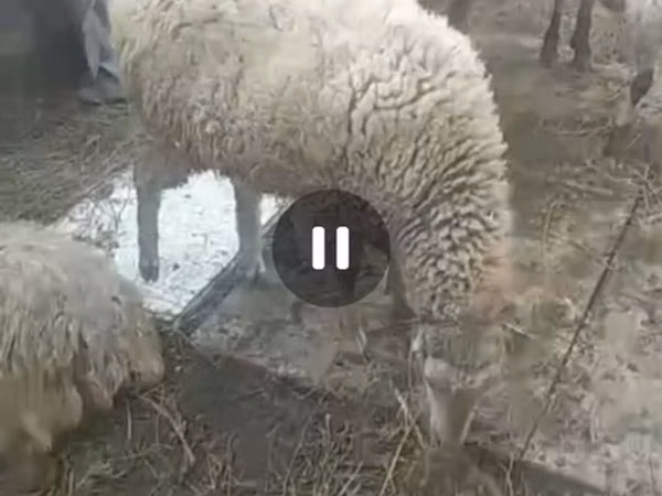 Хонь, Хонь