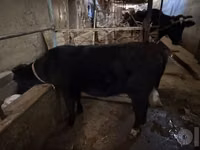 母牛, Cattle — 照片 2