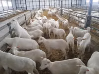 बकरी, Nubian Goat — फ़ोटो 3