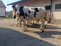 Cow, Holstein breed — photo 5