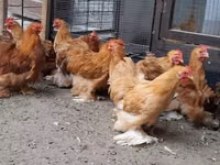 Pekin-Zwerg — Foto 7