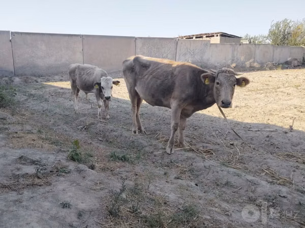 بقرة, الماشية
