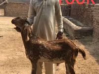 Ziegen (Partie, Geschlecht nicht angegeben), Najdi goat — Foto 3