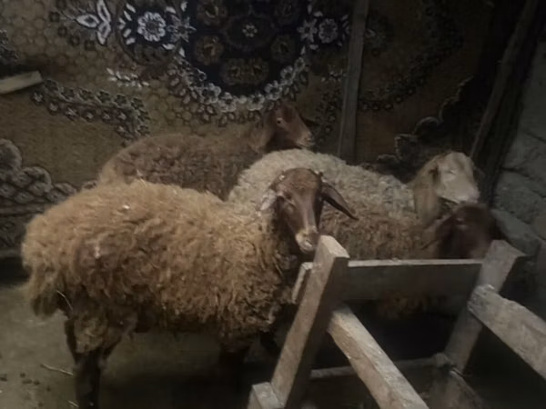 أغنام (دفعة، الجنس غير محدد), الأغنام