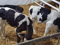 Bulle, Holstein-Rasse — Foto 2