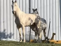 公马, Kentucky mountain daddle horse — 照片 3
