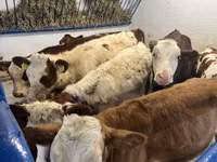 Vaca, Simmental cattle — foto 6