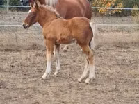 Mare, Horses — photo 7
