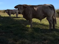 Bulle, Simmental cattle — Foto 1