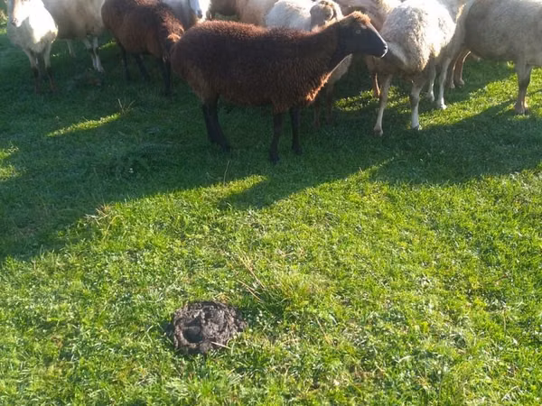 母羊, Sheep