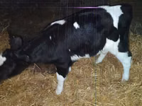 ثور, Russian Black pied cattle — الصورة 1
