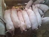 خنزير ذكر — الصورة 3