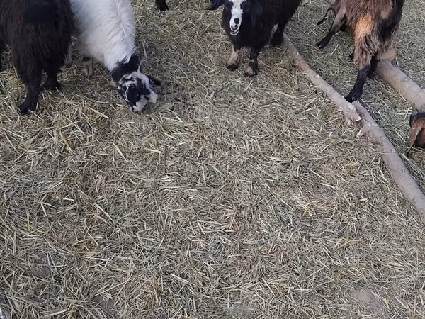 Cabras (lote, sexo no especificado), Cabras
