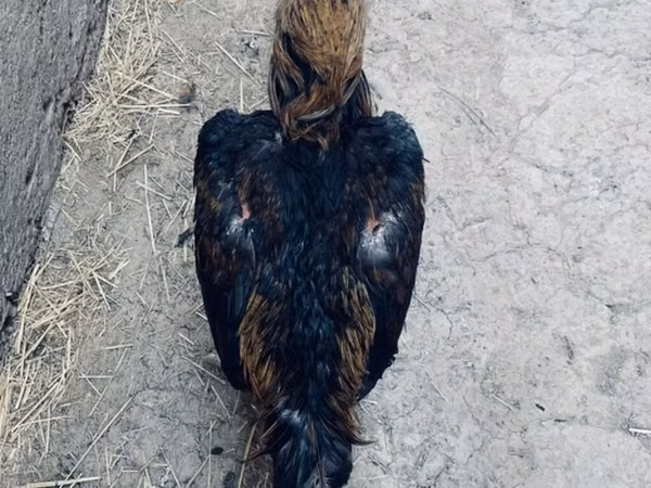 डर्बीशायर रेडकैप