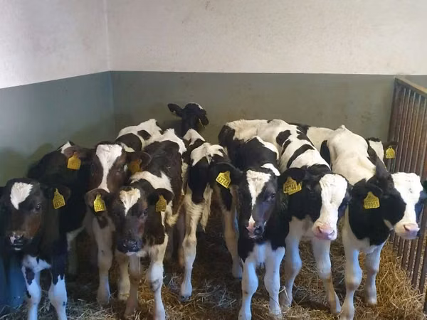 सांड, Russian Black pied cattle