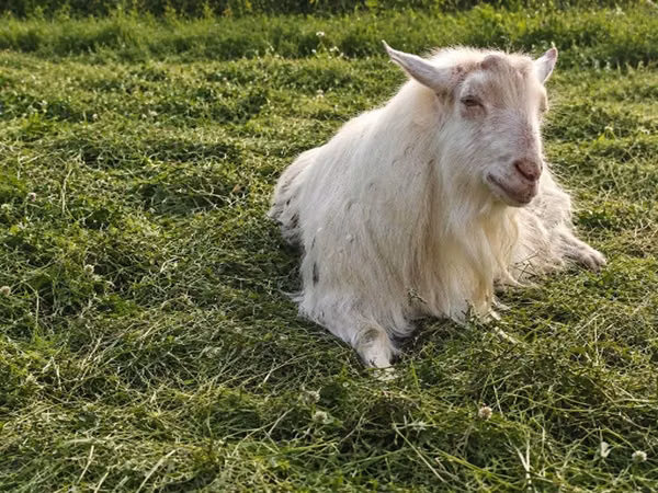 Ямааны ухна, Kamori goats — Орос