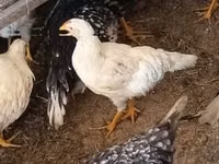 Chickens — الصورة 8