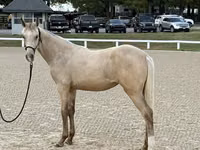 घोड़ी, Rocky Mountain Horse — फ़ोटो 3