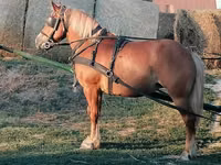 Stute, Haflinger — Foto 2