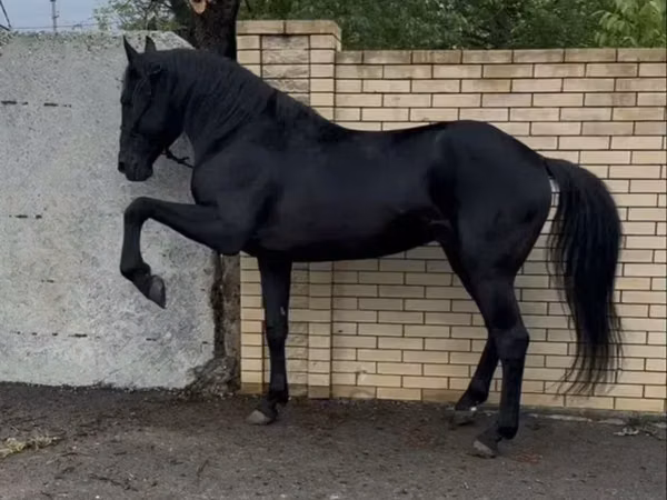 Hengst, Karachay horse